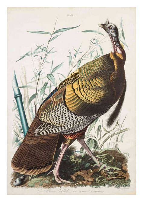 john james audubon american 1785 1851 great
