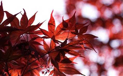 Japanese Red Maple 1080p 2k 4k 5k Hd Wallpapers Free Download