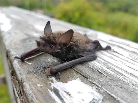 Nova Scotian Researcher Says Bats Are Cute Not Creepy — And They Need