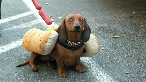 10 Sausage Dogs Dressed As Wieners For Hot Dog Day The Dog People By