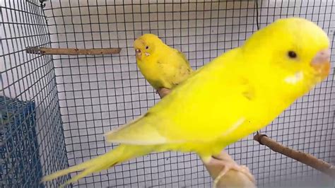 Sad News My First Budgie Deadsad Female Budgie Death Of Her Partner