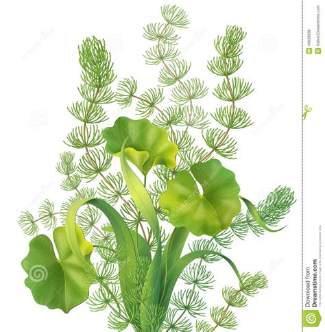 Aquatic Plants Clipart 20 Free Cliparts Download Images On Clipground