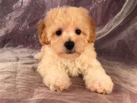 Bich Poo Puppies For Sale In Massachusetts