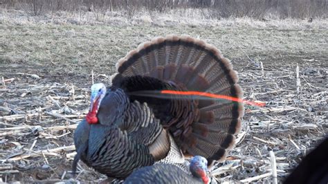 Bow Hunting Turkeys Head Shot Youtube