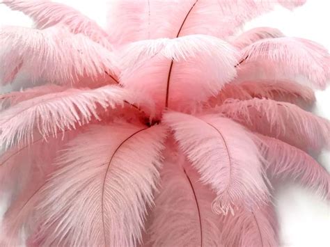 Large Wedding Feathers 10 Pieces 19 24 Light Pink Etsy In 2020