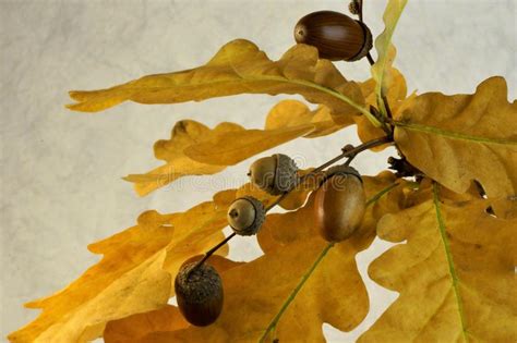 Oak Acorns Mature In Autumn Gold Stock Image Image Of Gold Yellow