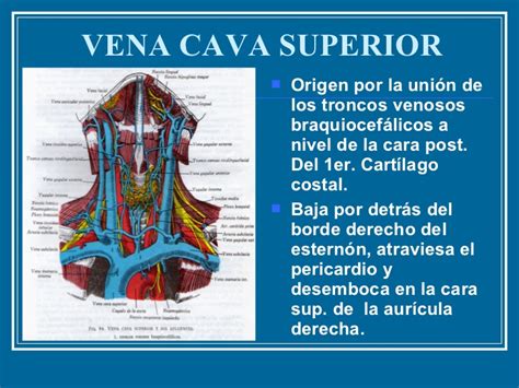 Vena Cava Definición Anatomía Función Inferior Y Superior Síndrome