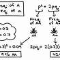 Hardy-weinberg Equilibrium Worksheet