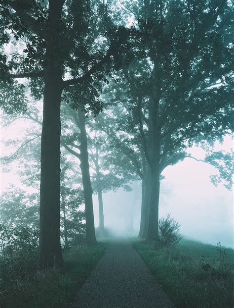 Path Trees Fog Nature Hd Phone Wallpaper Peakpx