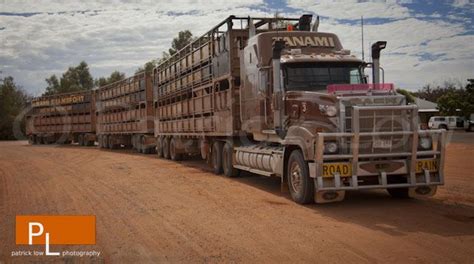 Livestock Trucks Australia Livestock Cattle