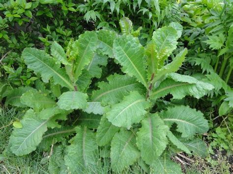 Lactuca Virosa Wild Lettuce Seeds Bulk Available In 2021 Wild
