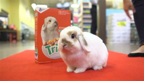 Meet Cinnabun Houston Bunny Wins Contest To Be The New Face Of Trix