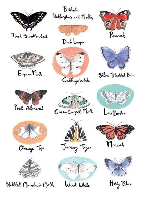 British Butterflies And Moths Illustrated By Emma Block Via Etsy