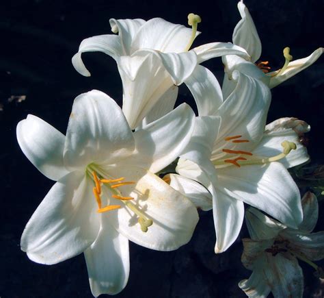 Lilium Lonlorum Azucena Blanca Id Plantae