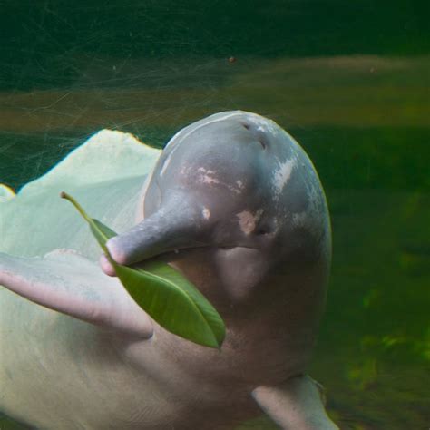 Bolivian Amazon Pink River Dolphin Ruta Verde Tours