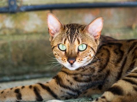 Our breeding program, which began in 2015, is focused on producing healthy, happy. How Much Does a Bengal Cat Cost? | HowMuchIsIt.org