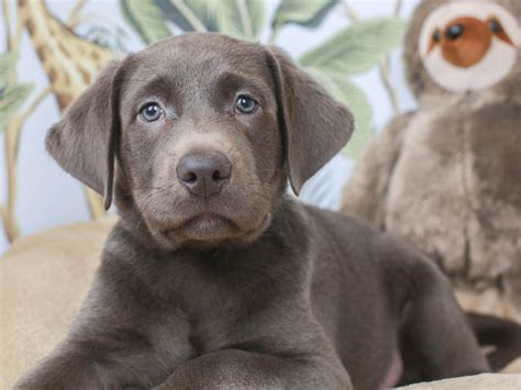 Silver Lab Puppy Puppies With Blue Eyes Puppies Puppies For Sale