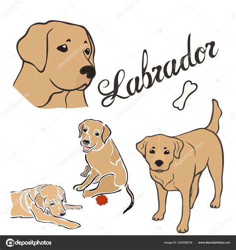 Labrador Dog Breed Vector Illustration Set Isolated Doggy Image Minimal