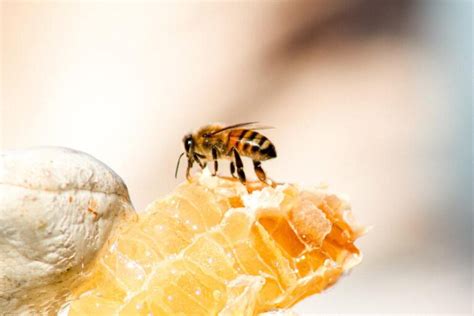 7 Spiritual Meanings Of Honey And Spiritual Benefits