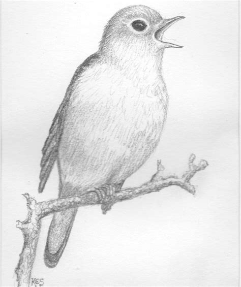 Items Similar To Pencil Drawing Of Nightingale Bird Original Art