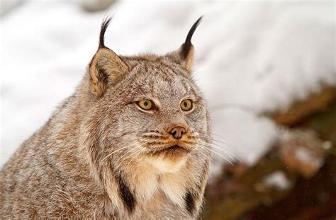 Lynx Cat Pictures Eurasian Canada Iberian And The Bobcat