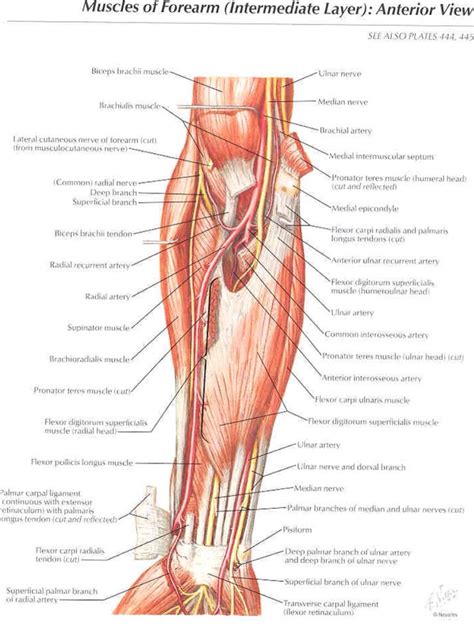 All the muscles in the posterior compartment of the forearm are innervated by the radial nerve. Anterior view of the muscles of the forearm | Muscle ...