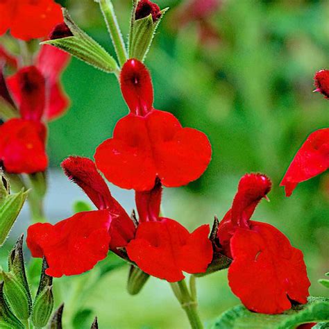 Salvia Radio Red New Word Plants