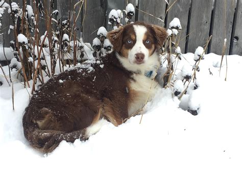 My 6 Month Old Australian Shepherd Storm Dogpictures Dogs Aww