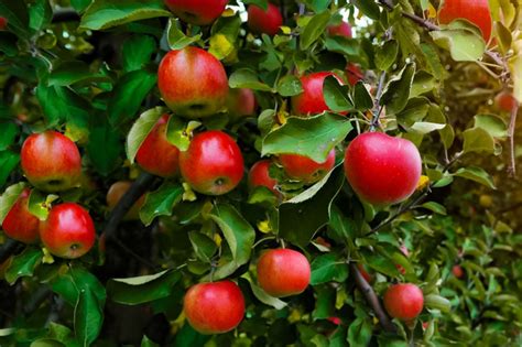 9 Best Fruit Plants To Grow In Your Garden