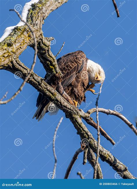 Bald Eagle With An Itch Stock Photo Image Of Adult 200803466