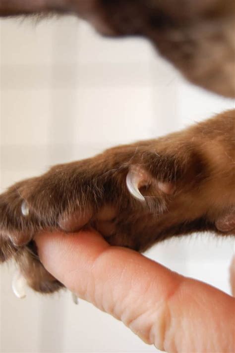 Kittens Got Clawshow To Trim Your Cats Claws The Art Of Doing Stuff