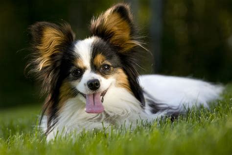 4 Fun Characteristics Of The Papillon Dog Breed American Kennel Club