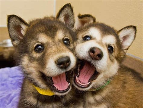 20 Adorable Photos Of Dogs Being Best Friends