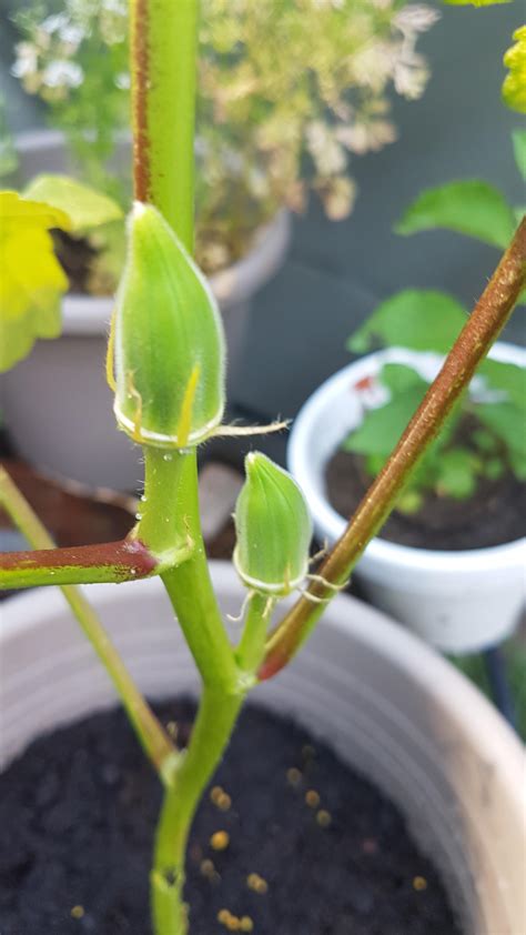 My Wee Baby Okras First Time Growing Im Very Proud Rgardening