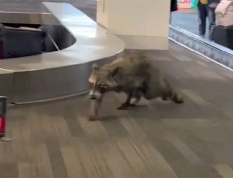Raccoon Runs Wild Through Airport Causing Terrified Passengers To Scream