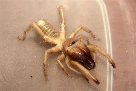 Camel Spider Spider Facts And Information