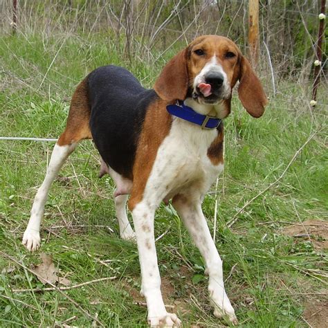 Treeing Walker Coonhound Breed Guide Learn About The Treeing Walker