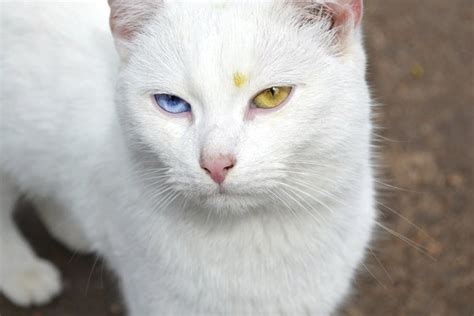 What Types Of Cats Have Blue Eyes Animals Momme