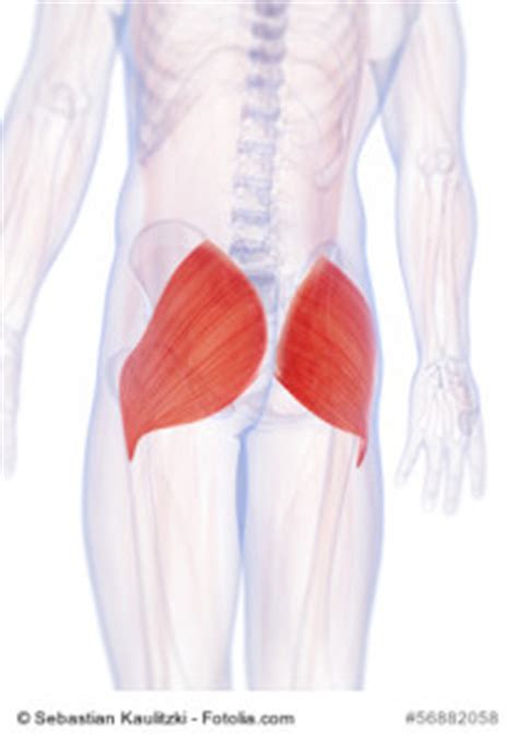 Posterior view of the right leg, showing the muscles of the hip. Relief From Sciatic Nerve Pain: Get It By Sitting Less ...