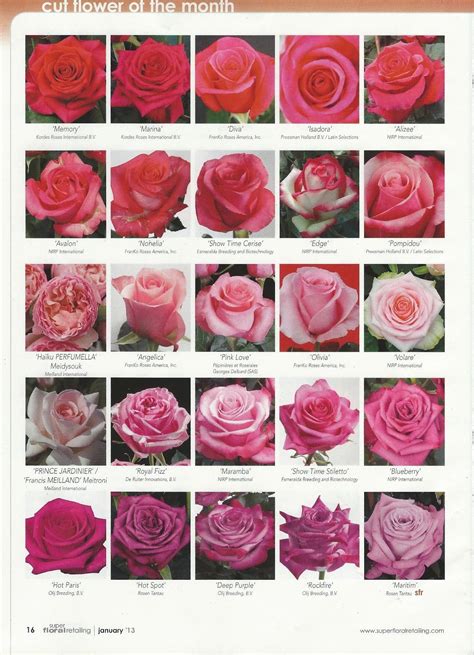 Types Of Rose Flowers With Names