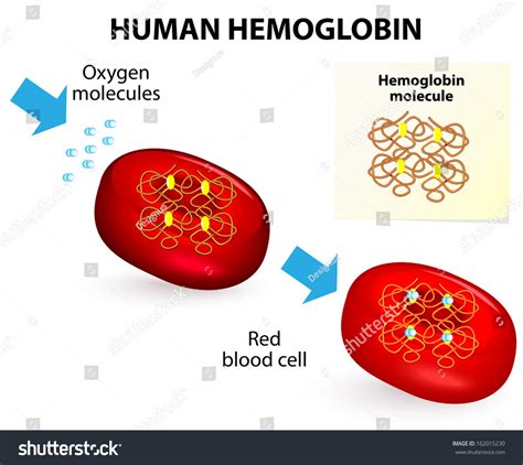 Structure Human Hemoglobin Hemoglobin Substance Red Stock Illustration