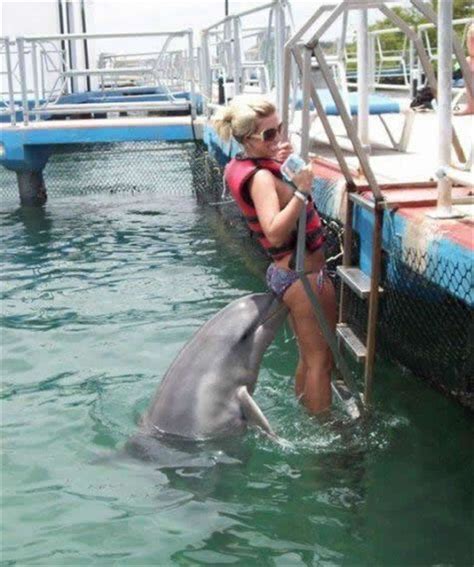 Sob Dolphin