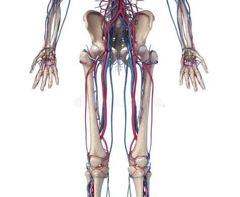 Human Body Anatomy Hip Legs And Hands Skeleton With Veins And