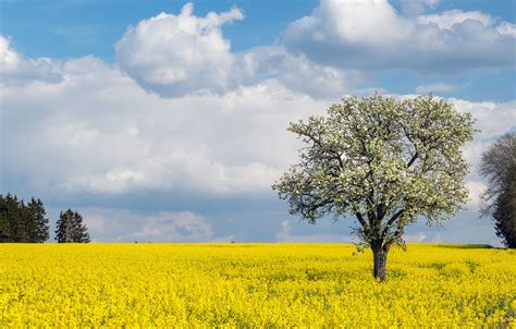 Wallpaper Field The Sky Clouds Flowers Tree Spring Yellow