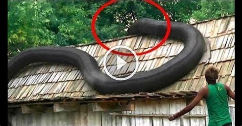 What Is The Largest Anaconda Ever Found Kjaattack