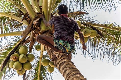 Growing Coconut Trees How To Plant And Raise The Tropical Icon