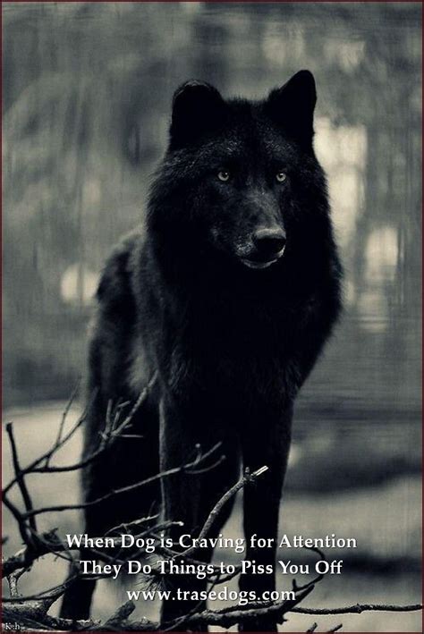 Dog Ownership Ideas Trasedogs Black Wolf Wolf Spirit Animals Wild