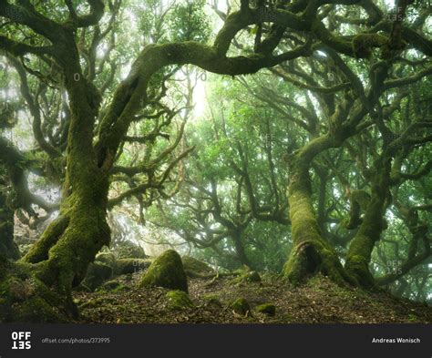 Moss Covered Trees In An Old Growth Forest On The Madeira Islands Of