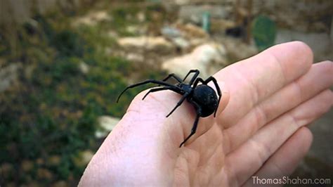 Handling A Female Black Widow Spider Latrodectus Mactans Youtube