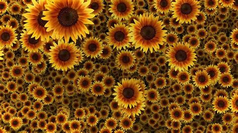 Beautiful Sunflower Wallpapers 4k Hd Beautiful Sunflower Backgrounds